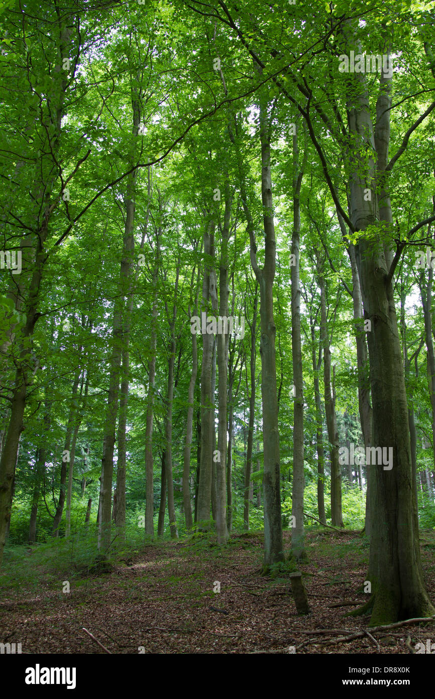 Buche Woold Buchenwald Wald Wald sommergrüne Laubbäume Stockfoto