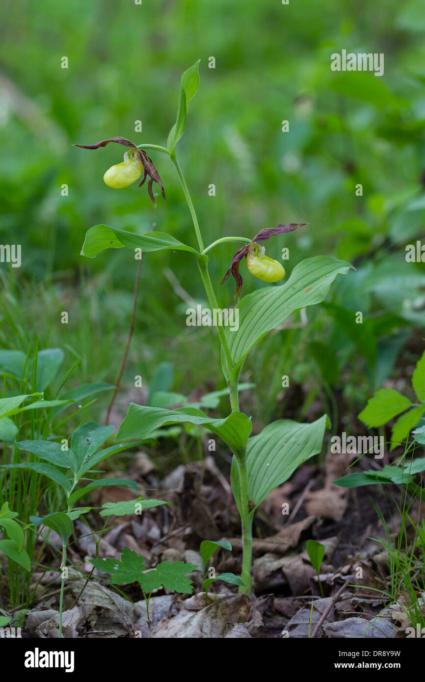 Cypripedium Calceolus Frauenschuh Frauenschuh Stockfoto