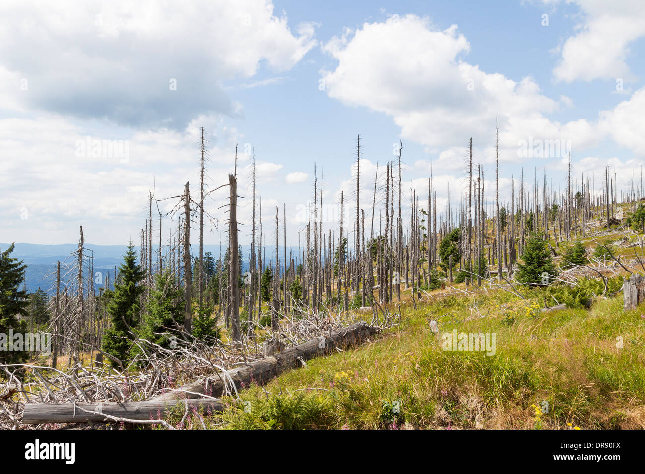 tote Bäume Totholz Abholzung sterben Waldsterben Stockfoto