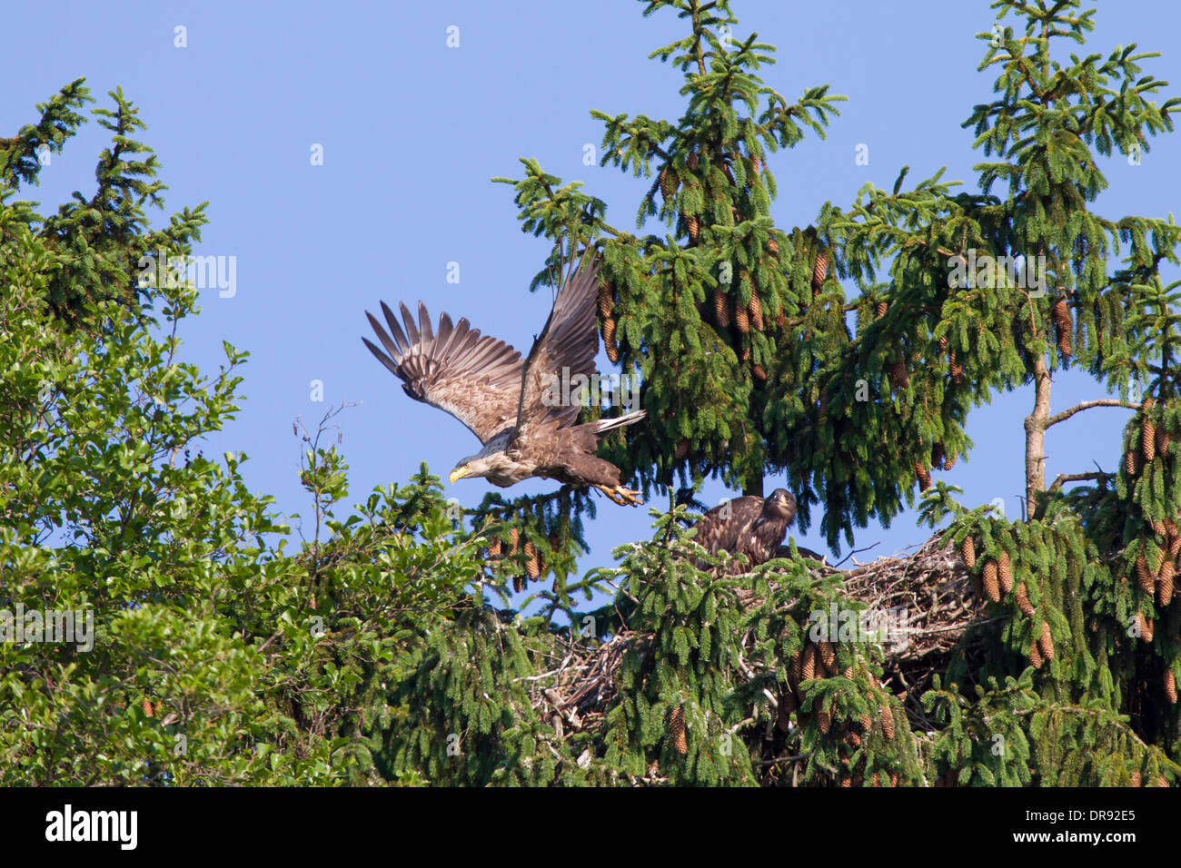 Haliaeetus Horste White tailed Seeadler Seeadler Stockfoto