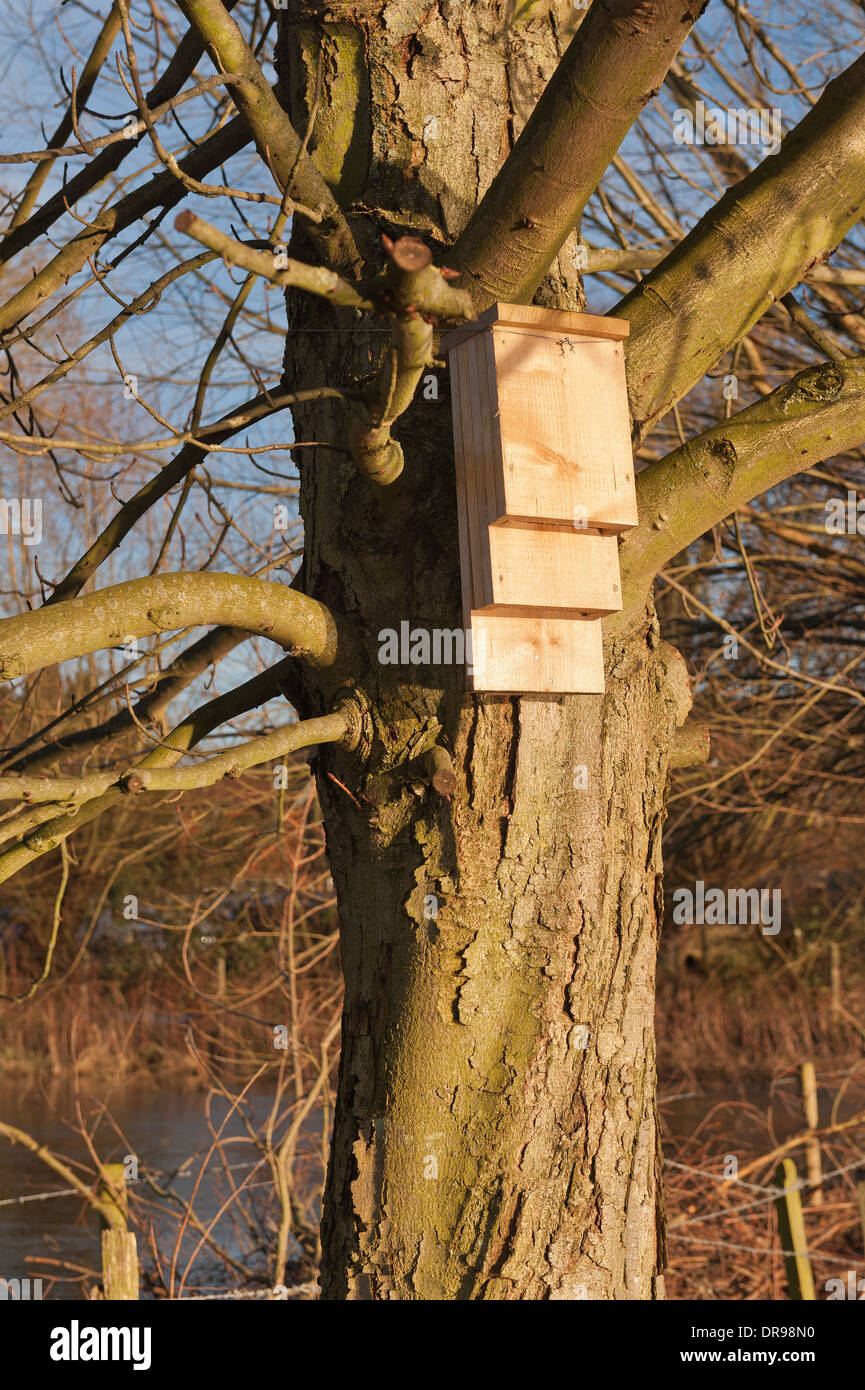 Nistkasten Sie für britische Fledermäuse eine geschützte Tierart in eine gute Flugbahn und in der Nähe von Seen reich an Insekten mit landing Pad Abschnitte Stockfoto