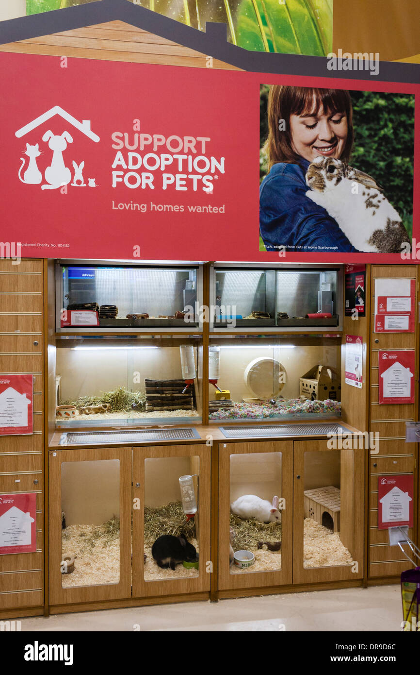 Haustiere (kleine Säugetiere) zur Adoption in einem Pets at Home Store. Reading, Berkshire, England, GB, Großbritannien Stockfoto