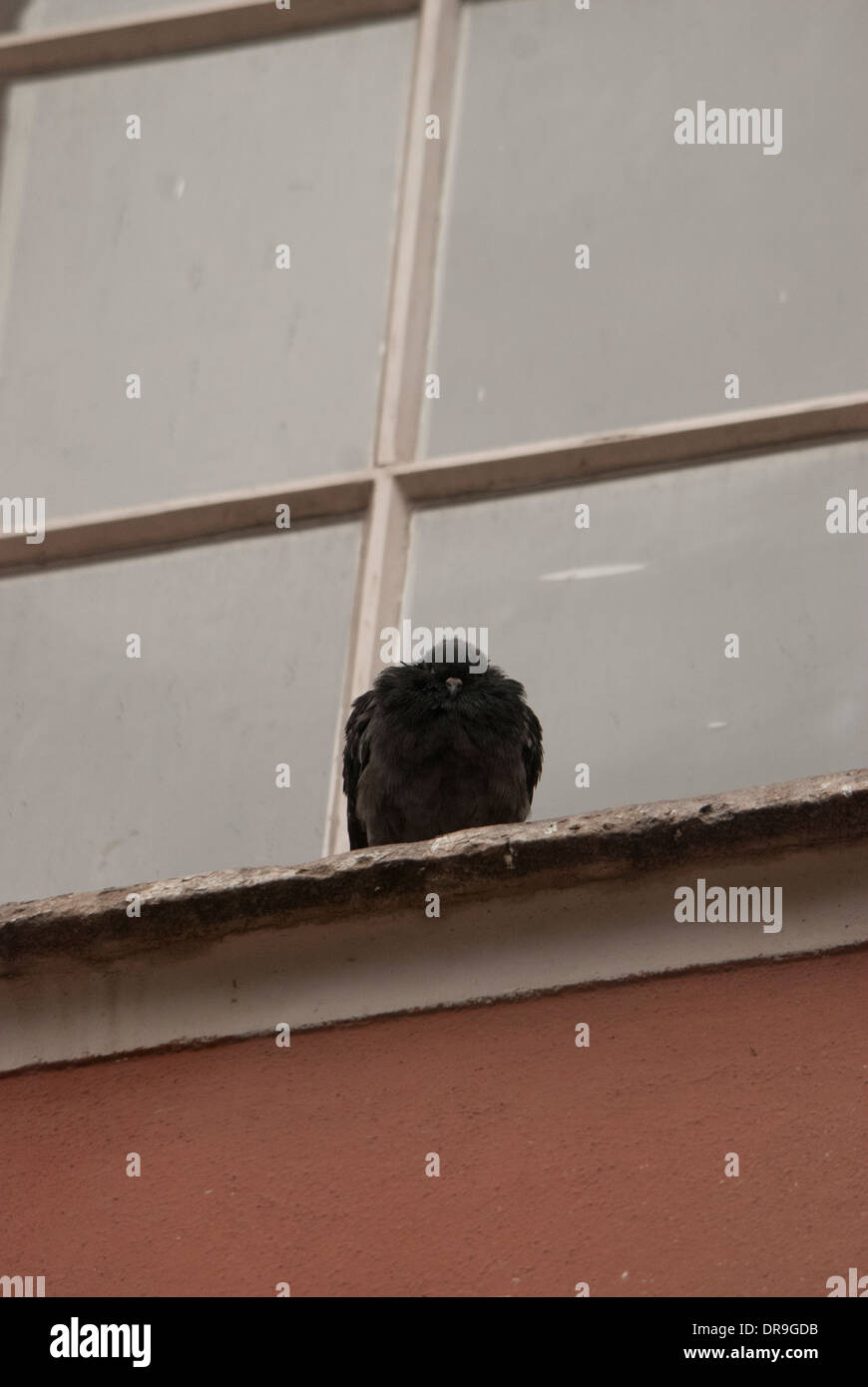 Taube auf einer Fensterbank gebeugt in der Kälte von einem Wintertag in der London Stadt; Viktorianischen Stil Gebäude. Stockfoto