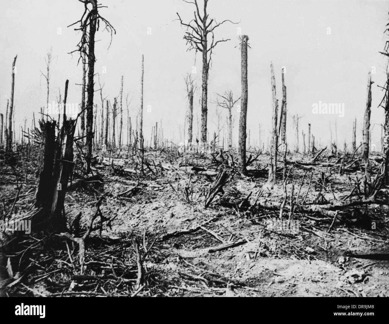 Delville Holz 1916 Stockfoto