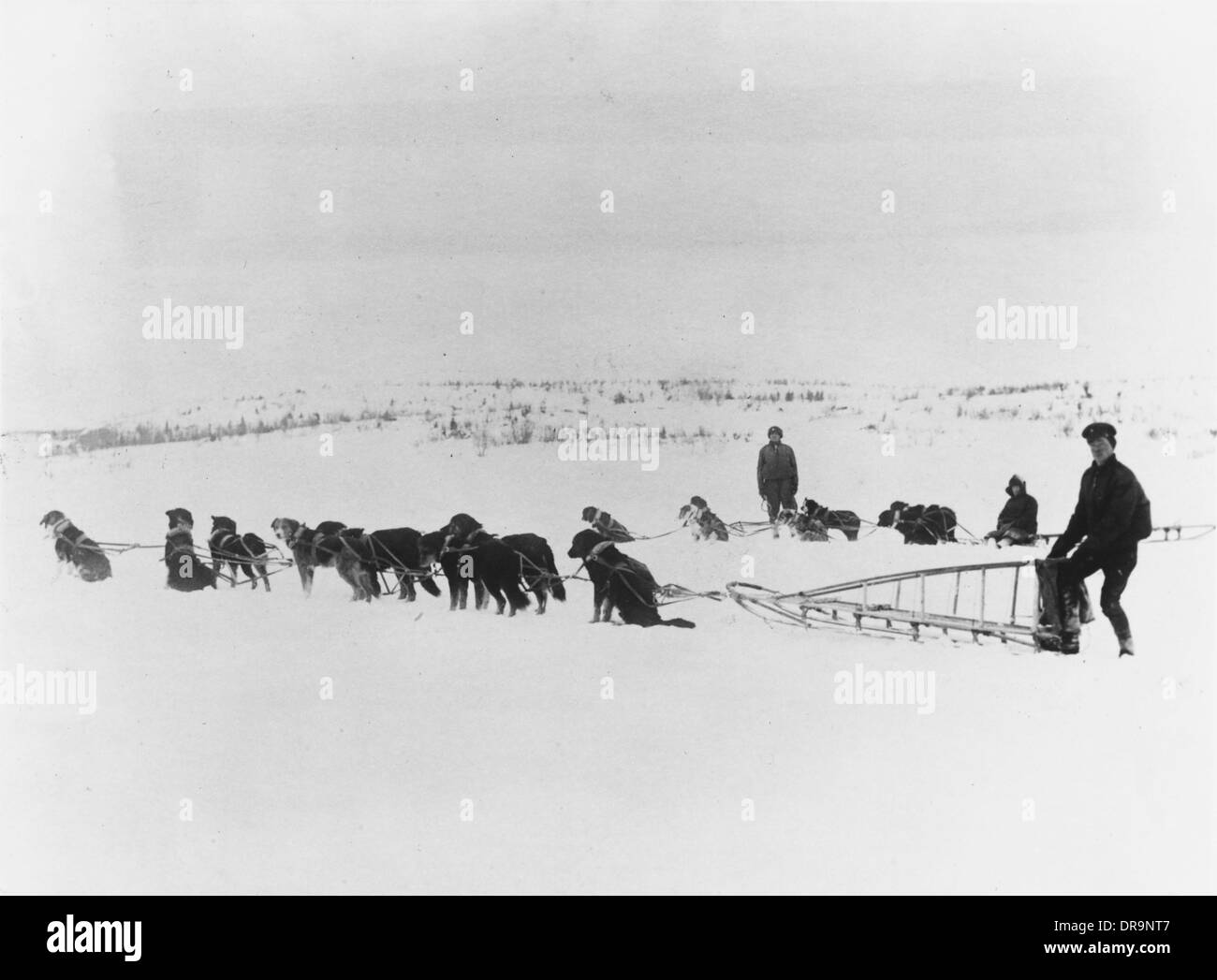 Kanadische Hundeteams, Russland 1919 Stockfoto