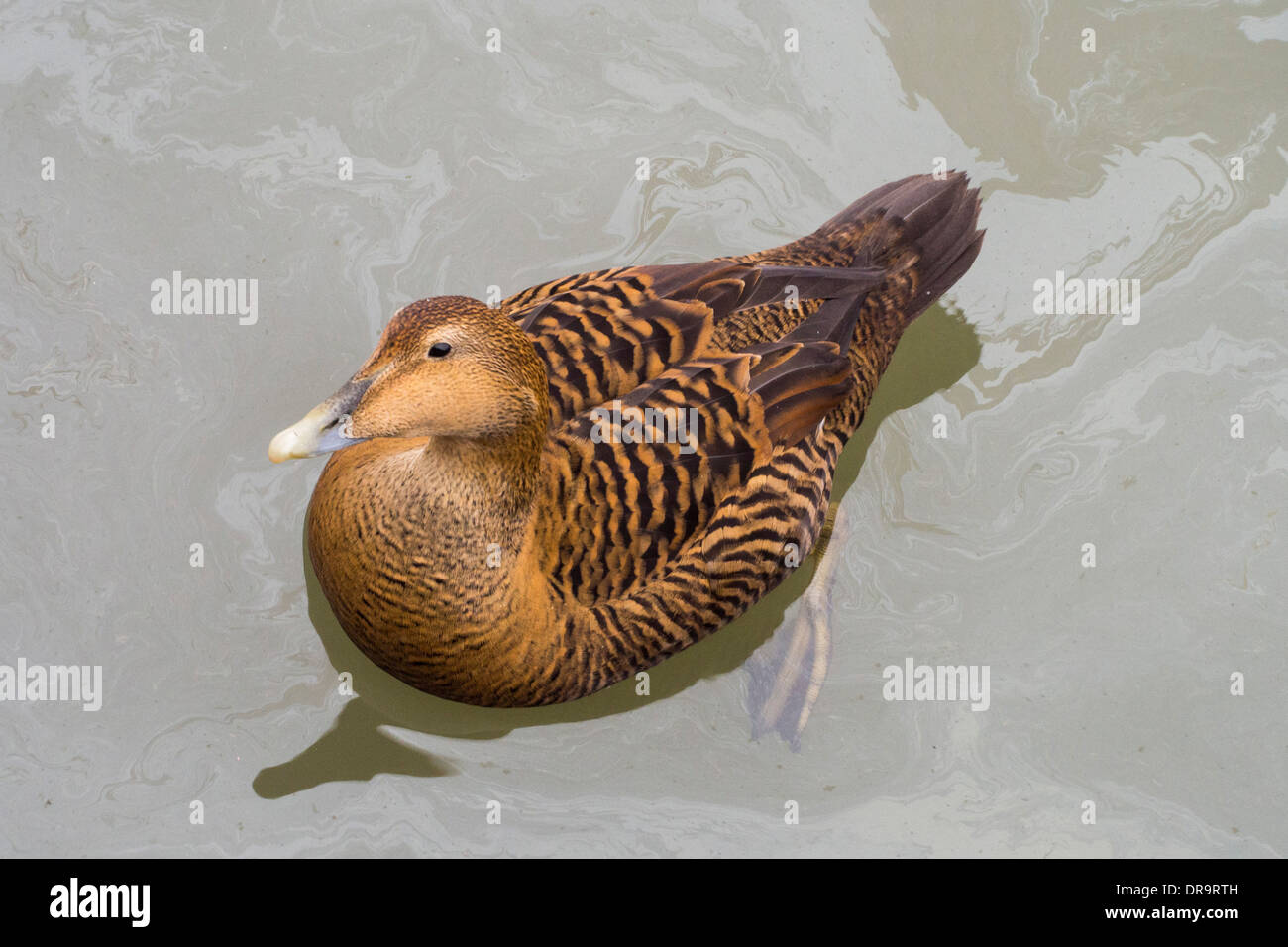 Einen weiblichen Eiderente (Somateria Mollissima) unter Öl verschüttet von Fischerbooten im Hafen von gemeinsame, Northumberland, UK. Stockfoto