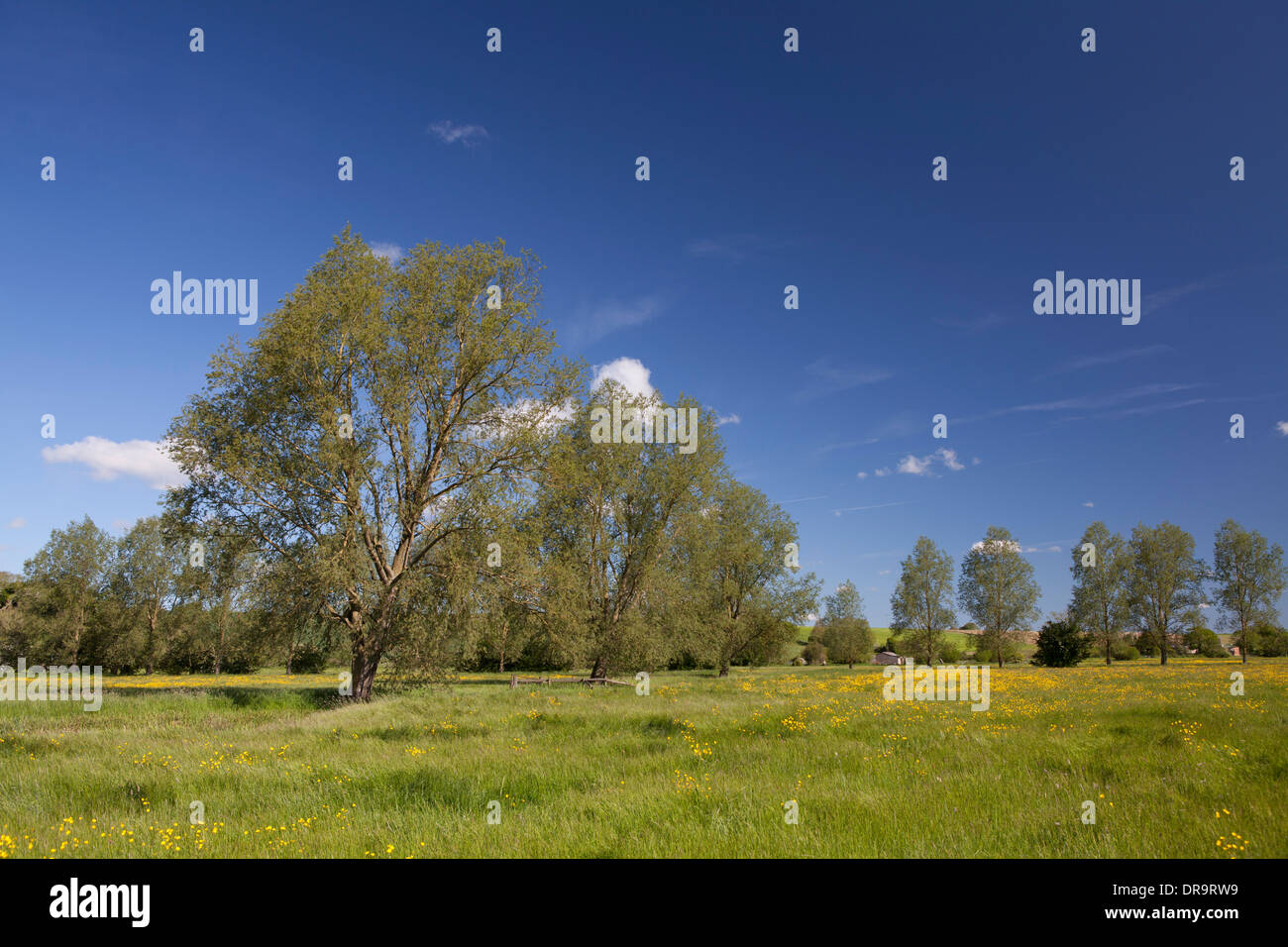 Butterblumen wachsen in einer englischen Wiese im Frühsommer Stockfoto