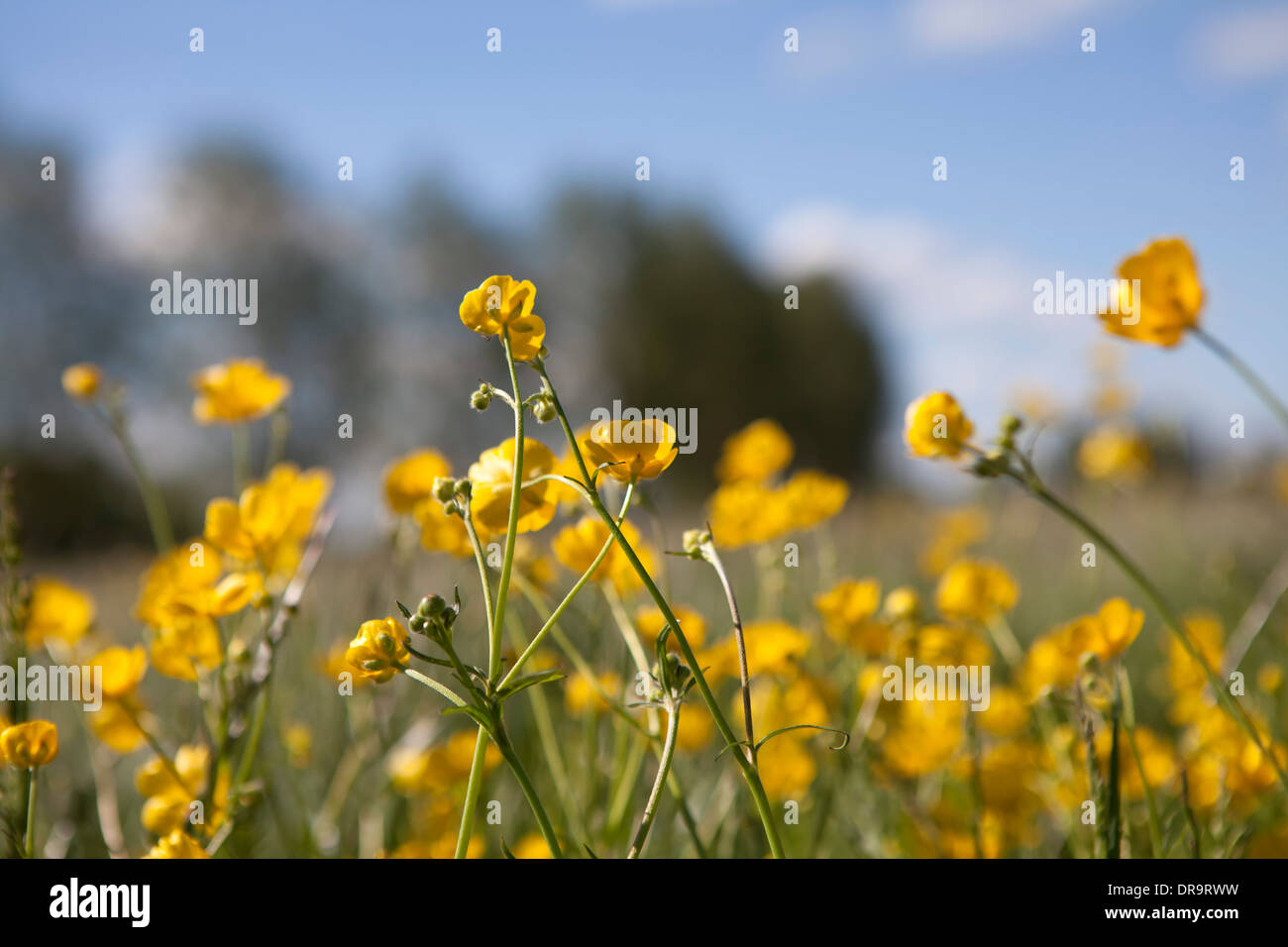 Butterblumen wachsen in einer englischen Wiese im Frühsommer Stockfoto