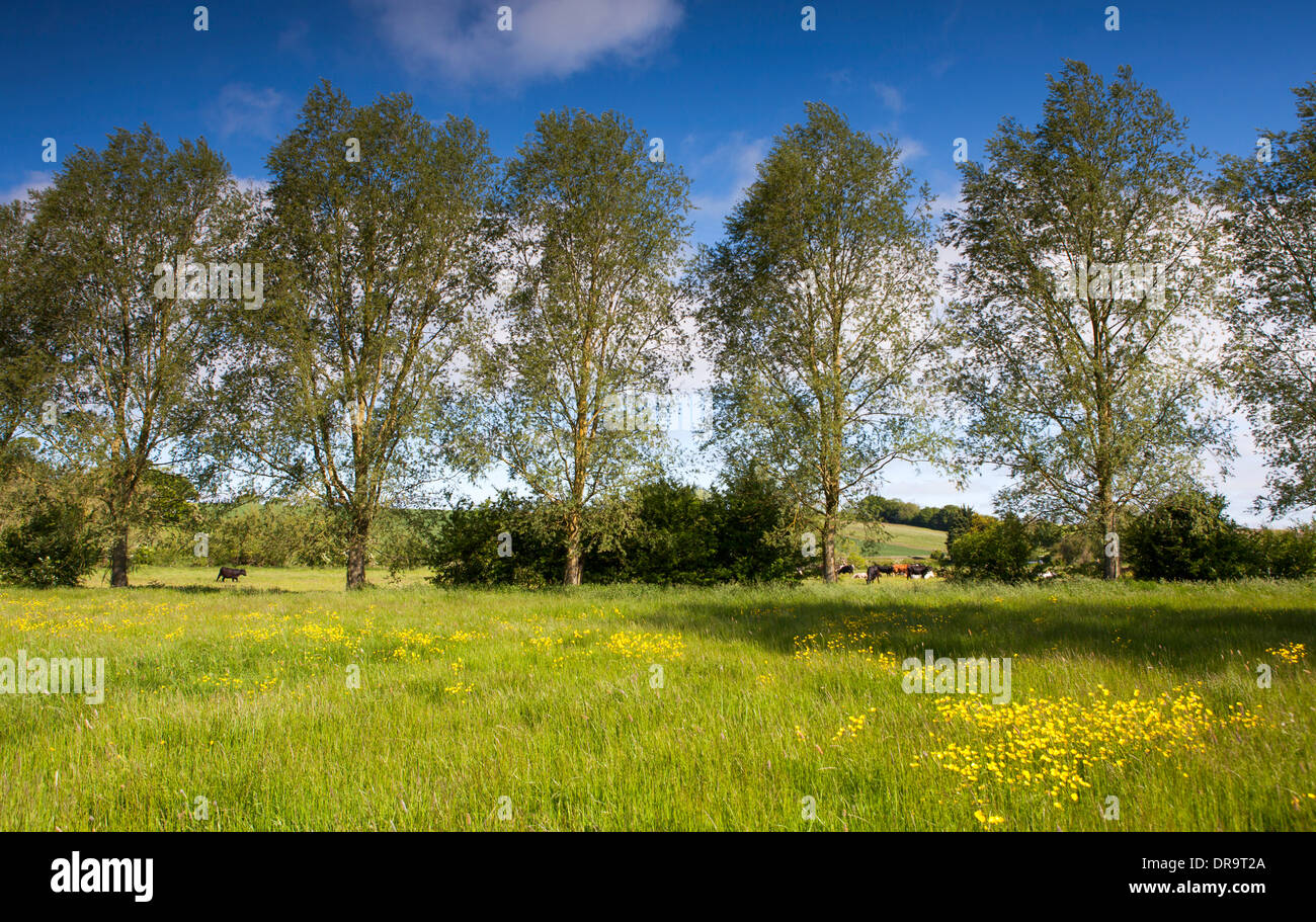 Butterblumen wachsen in einer englischen Wiese im Frühsommer Stockfoto