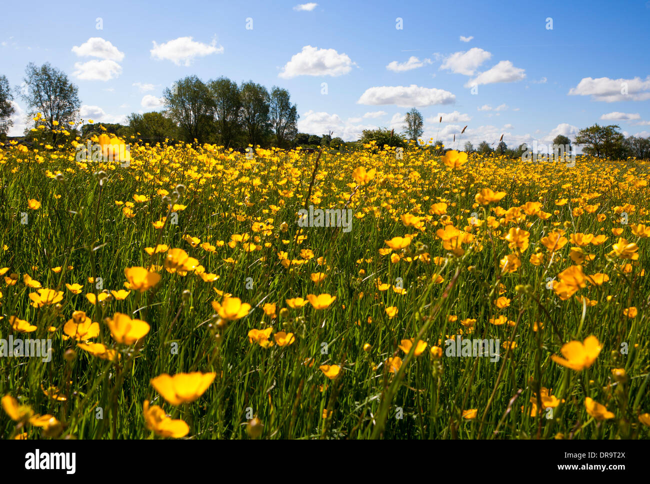Butterblumen wachsen in einer englischen Wiese im Frühsommer Stockfoto