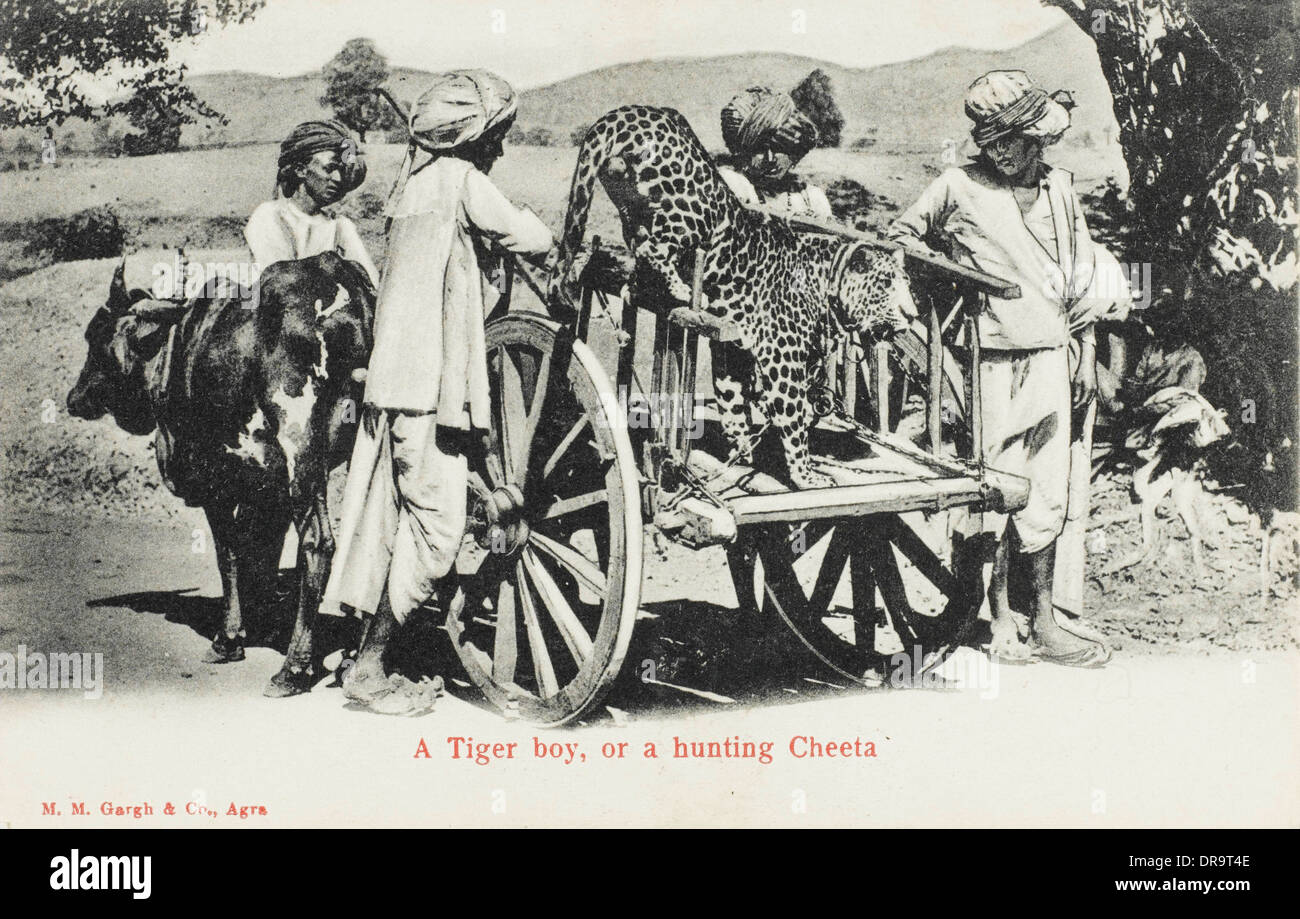 Ein Jagd-Gepard - Indien Stockfoto