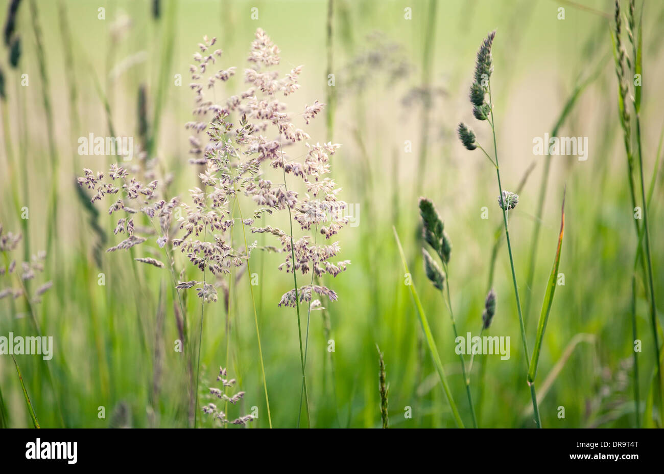 Englische Wiese Gräser Stockfoto, Bild 65984712 Alamy