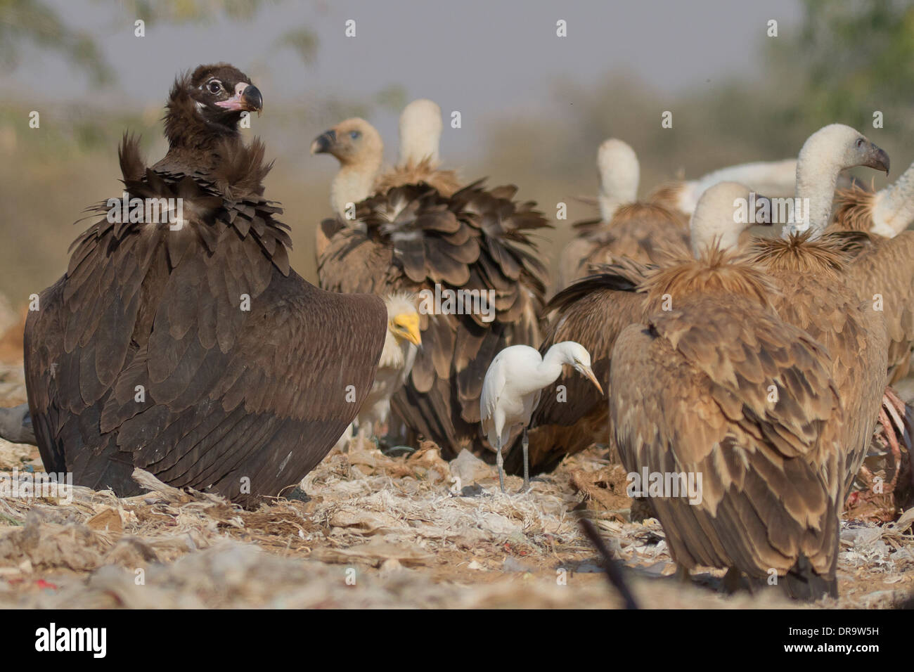 Cinereous Vulture (Aegypius Monachus) oder Mönchsgeier in eine Herde von Geier in der Nähe von Bikaner, Rajasthan, Indien. Stockfoto