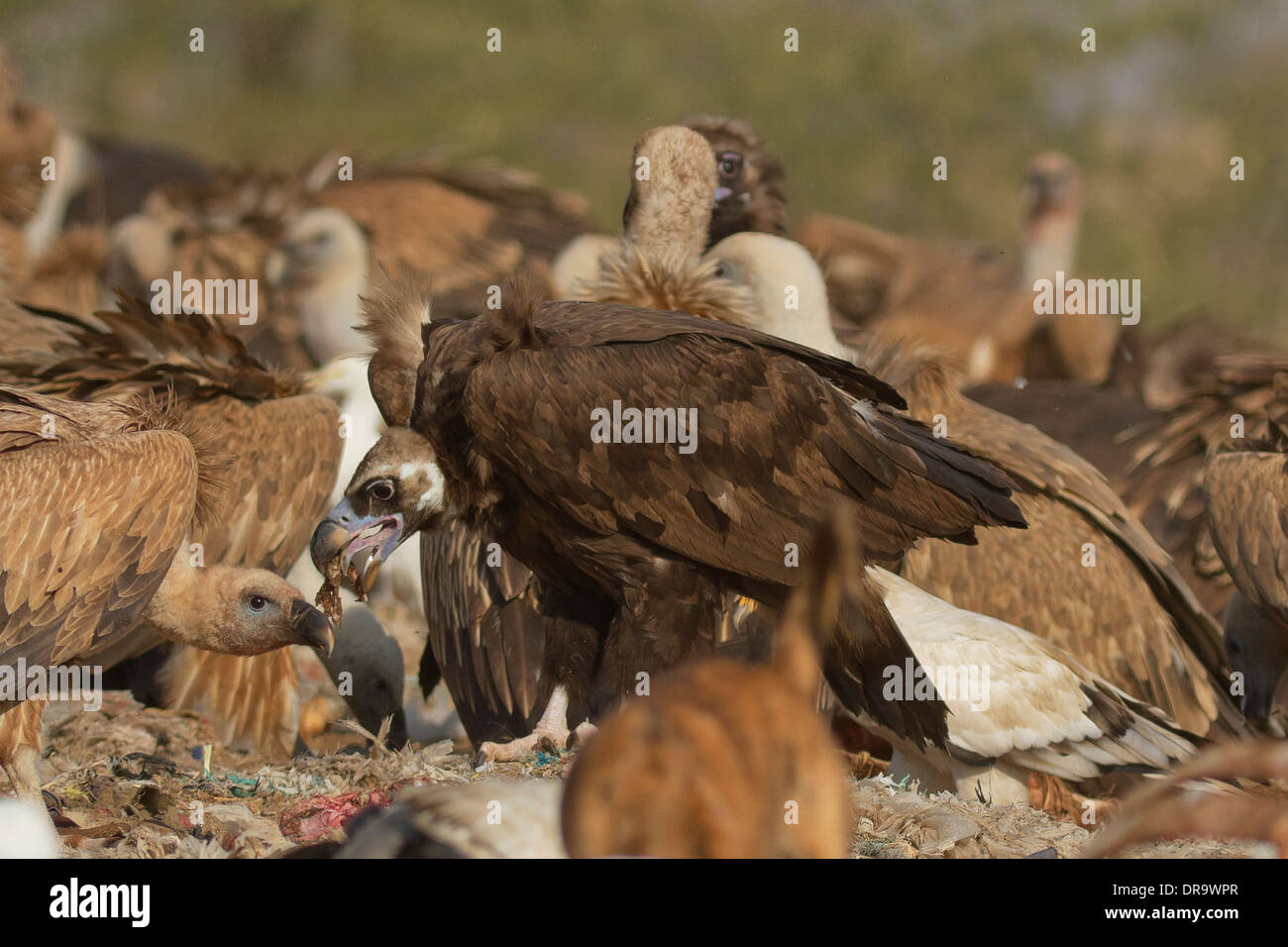 Cinereous Vulture (Aegypius Monachus) oder Mönchsgeier Fütterung in eine Herde von Geier in der Nähe von Bikaner, Rajasthan, Indien. Stockfoto