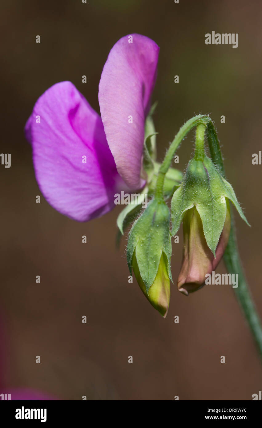 Duftende Platterbse Blüte Nahaufnahme Stockfoto