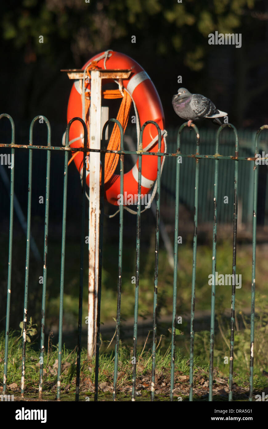 Taube (Collumbia Livia) neben einer Schwimmhilfe, dunklen Hintergrund Gunnersbury Park. Stockfoto
