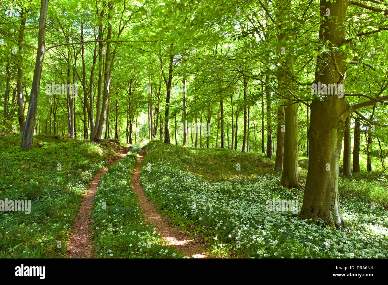 Ein Wanderweg führt durch den Wald mit Frühlingssonne, Bärlauch und frische Frühlingsluft Blätter Stockfoto