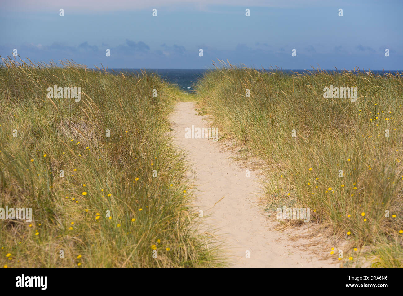 MANZANITA, OREGON, USA - Sanddünen und Gräser auf der Küste von Oregon. Stockfoto