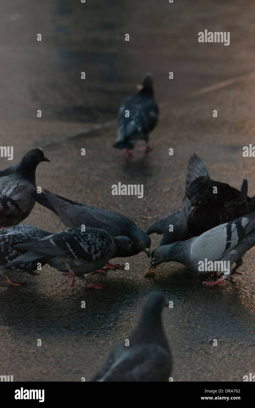 Tauben gefüttert auf einer reflektierenden Oberfläche nach einem kurzen Zwischenspiel des Regens in Trafalgar Square. Stockfoto