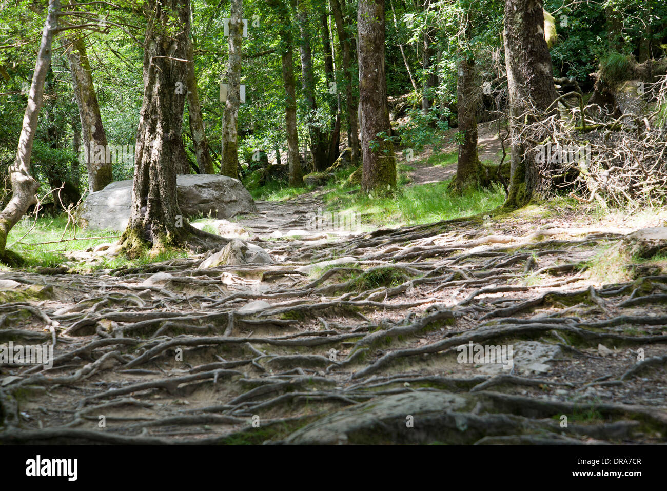 Weg mit erodierten Boden um Baumwurzeln, Wald, Schaden, Nationalpark Stockfoto