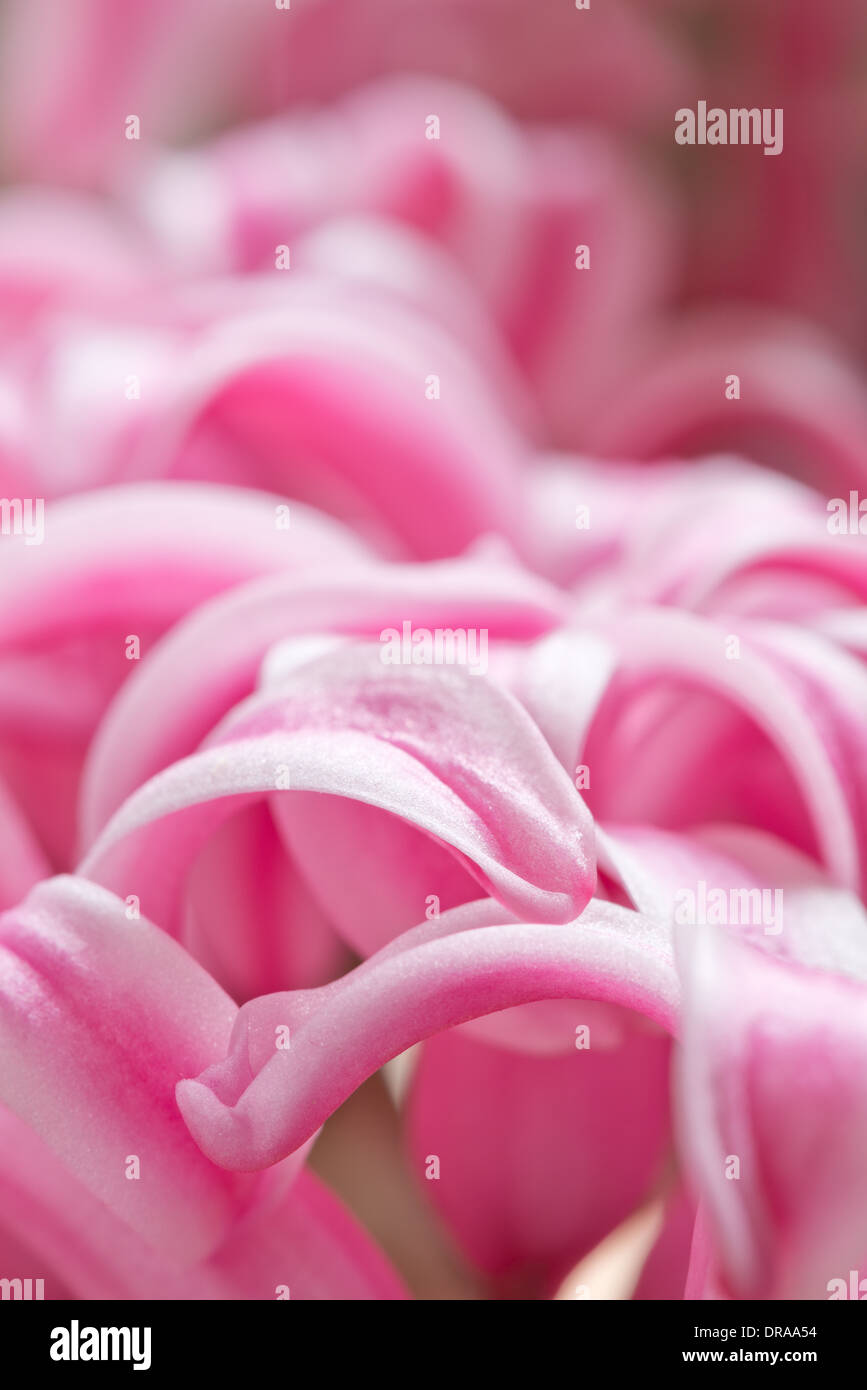 Schließen Sie Details der Blütenblätter zu einer Candy rosa Hyazinthe eine Frühlingsblume Stockfoto