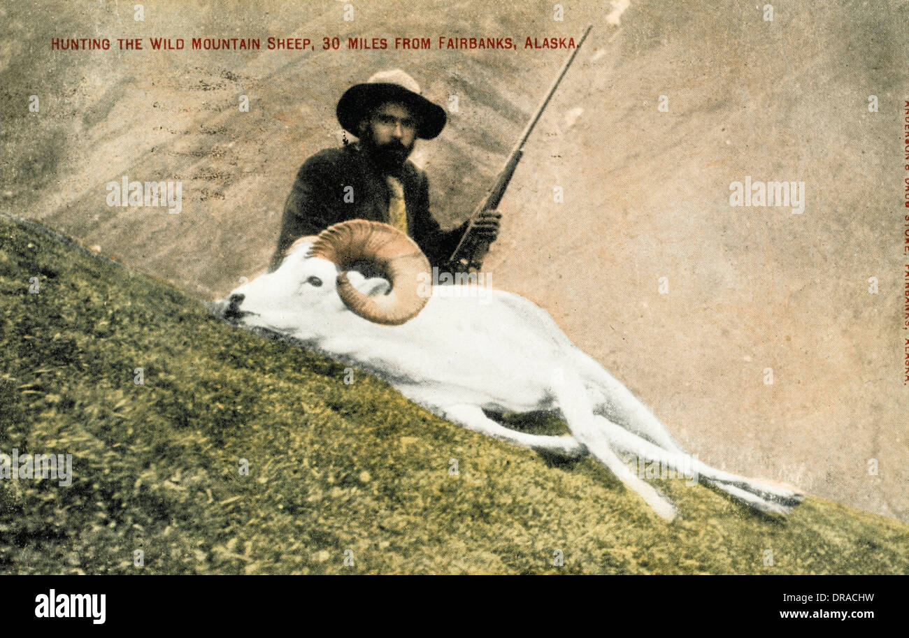 Jagd wild Dickhornschafe in Alaska Stockfoto