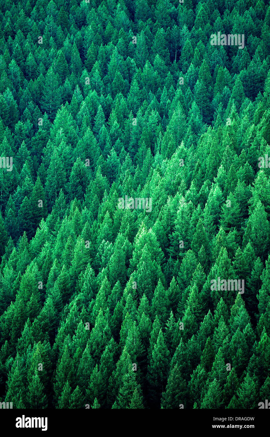 Forrest von grünen Kiefern am Berghang mit späten Nachmittag Sonne Stockfoto