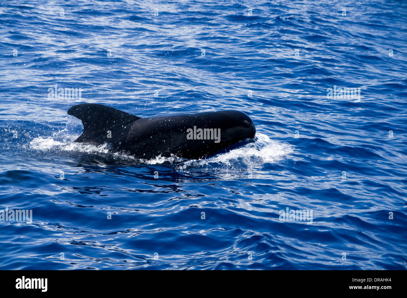 Grindwal (Globicephala Macrorhynchus) Los Gigantes vor der Küste von Teneriffa, Kanarische; Ländereien, Spanien. Stockfoto