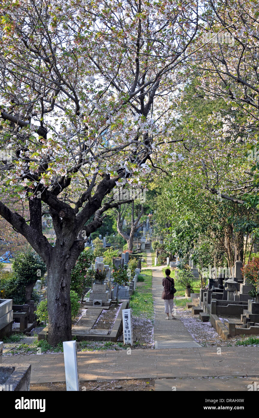 Blühende fröhlichen Bäume auf Aoyama Friedhof im Frühjahr - Tokio, Japan Stockfoto