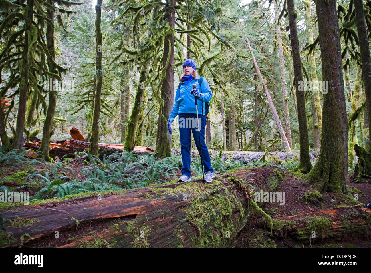 Wanderer im gemäßigten Regenwald entlang der unteren Salmon River trail in der Nähe von Mount Hood, Oregon. Stockfoto