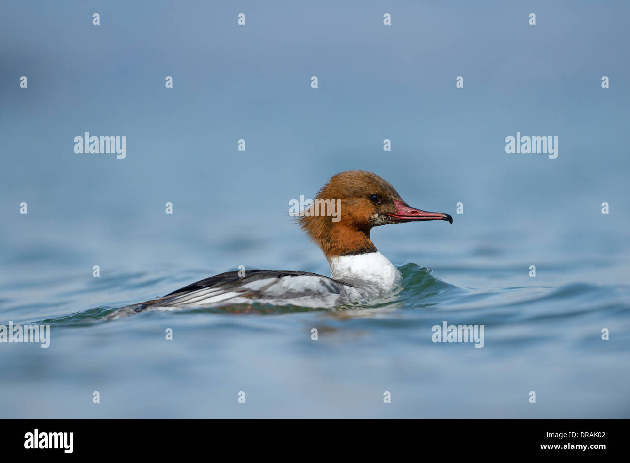 Gemeinsamen Prototyp im Wasser schwimmen. Stockfoto