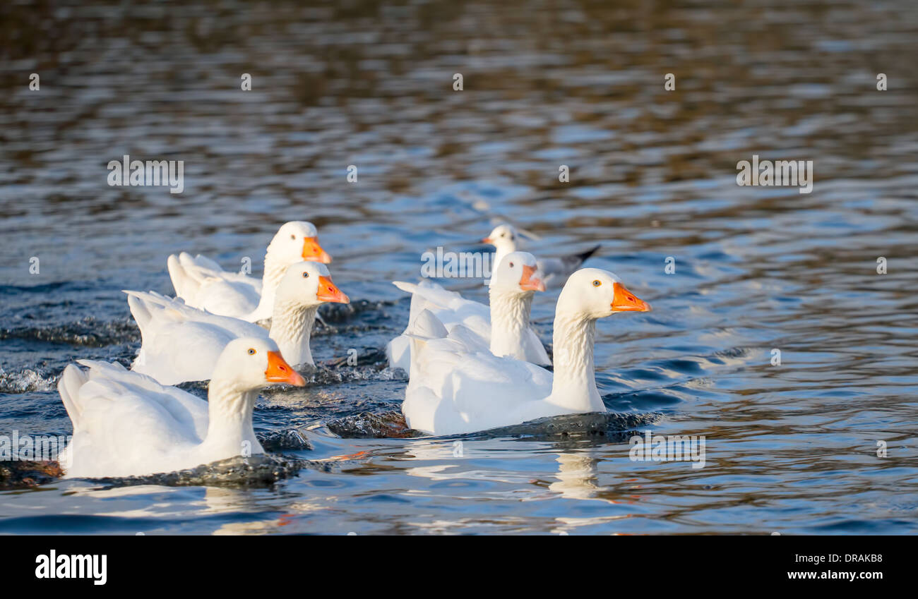 Mehrere weiße Emden Gänse auf See Stockfoto