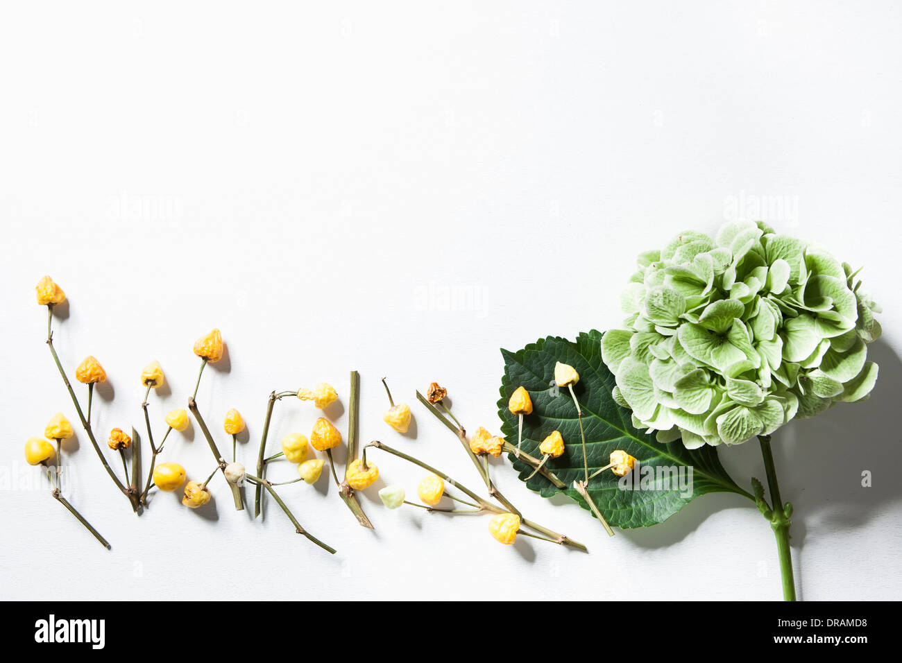 Herbstblumen und grünes Blatt auf weißem Hintergrund Stockfoto