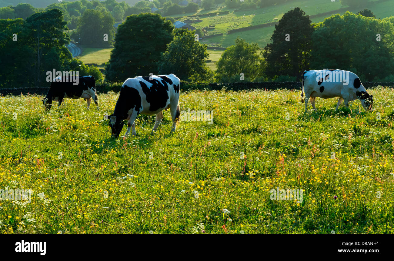 Schwarz und weiß friesische grasende Kühe auf einem Feld in Hügeln in der Nähe von Crich Derbyshire Peak District England UK fotografiert im Sommer Stockfoto