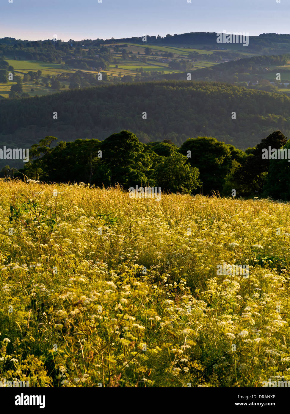 Wiesen und bewaldeten Hügeln in der Nähe von Crich in Amber Valley Derbyshire Peak District England UK im Sommer Abendlicht fotografiert Stockfoto