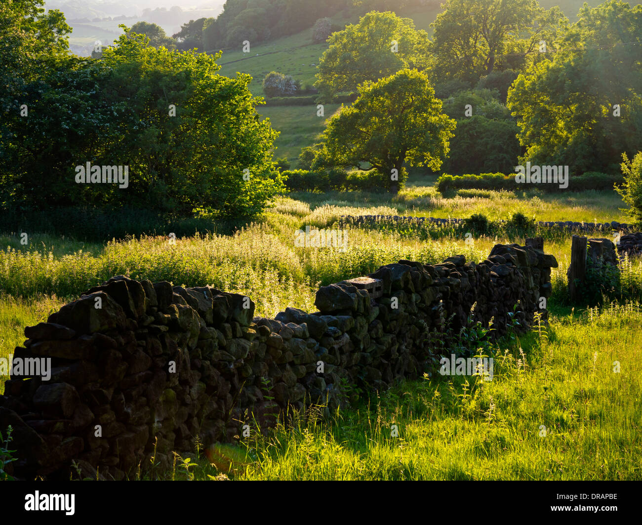 Traditionelle Trockenmauer mit Bäumen hinter im Sommer Abendsonne Crich Amber Valley Derbyshire Peak District England UK Stockfoto