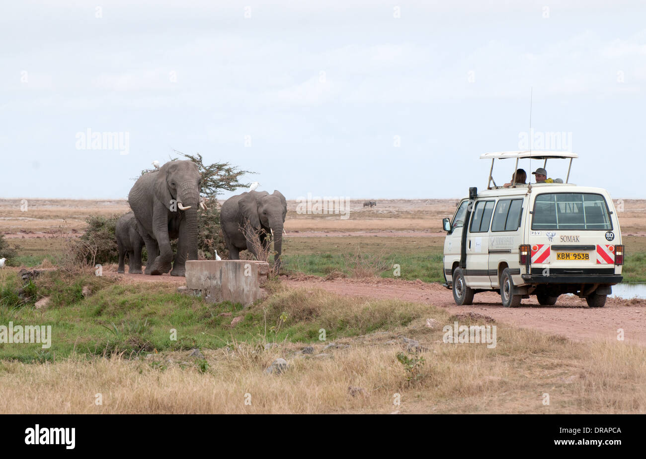 Elefantenfamilie Fuß Straße in Richtung weiße Somak Kleinbus in Amboseli National Park Kenia in Ostafrika Stockfoto