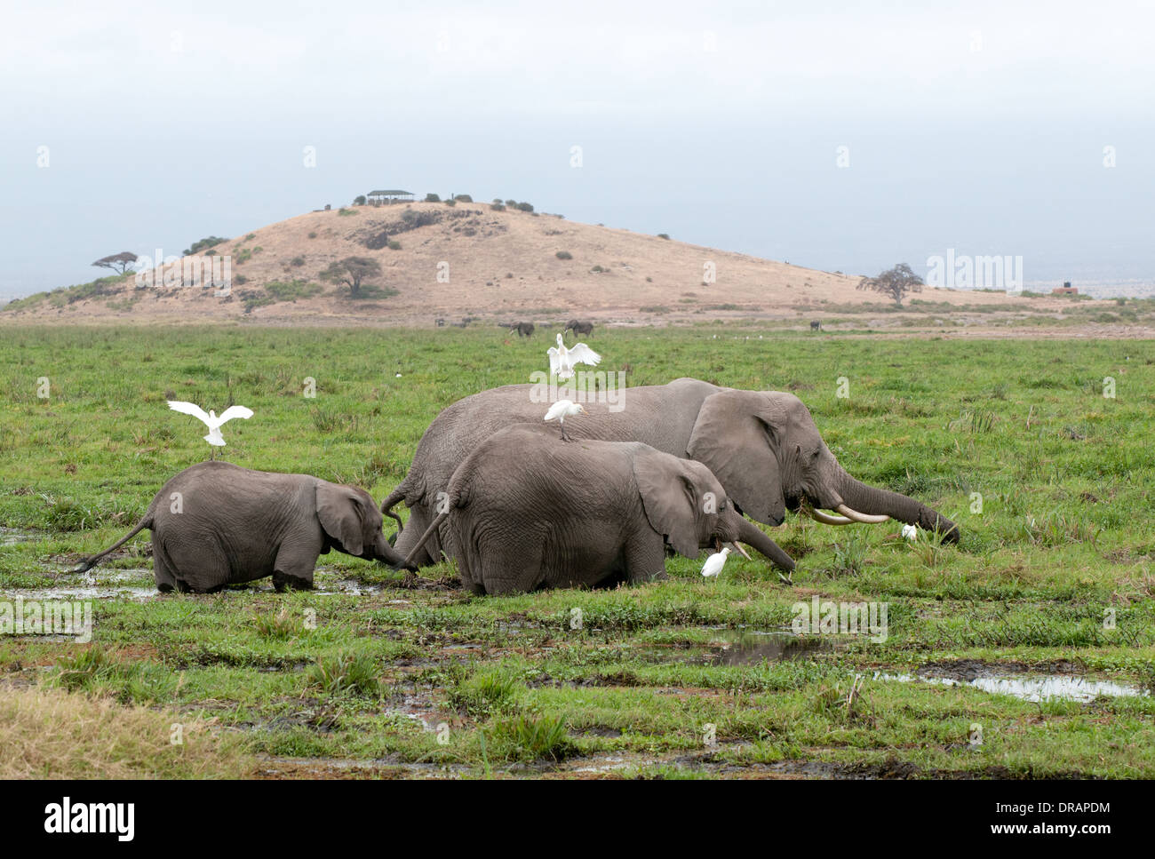 Elefantenfamilie Fütterung auf grünen Schilf im Sumpf am Fuße des Hügels Beobachtung im Amboseli Nationalpark Kenia in Ostafrika Stockfoto