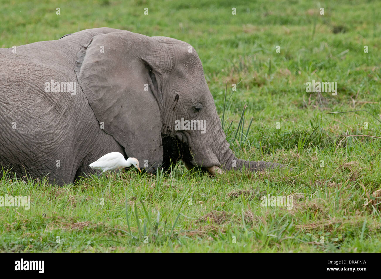 Elefant mit damit verbundenen Kuhreiher Fütterung auf grün Schilf im Sumpf im Amboseli Nationalpark Kenia in Ostafrika Stockfoto