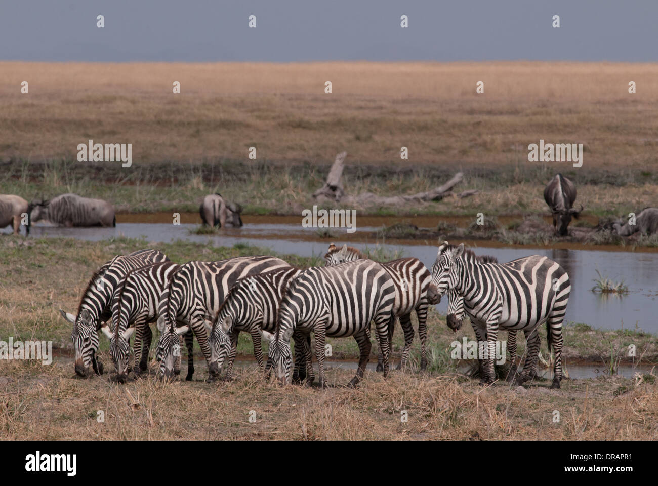Gemeinsamen Zebra Streifen am Rand der Stream mit Gnus im Hintergrund im Amboseli Nationalpark Kenia in Ostafrika Stockfoto
