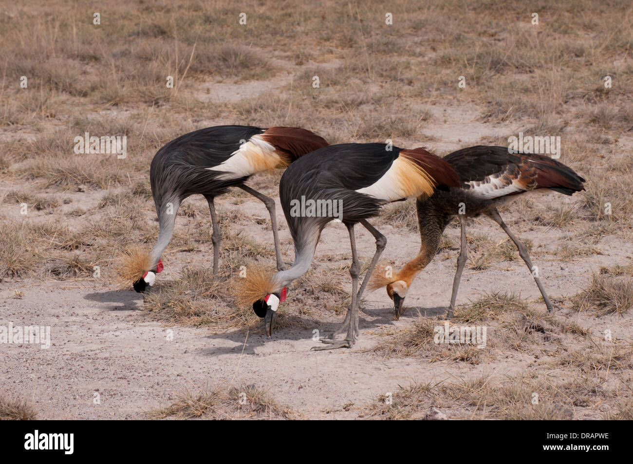 Zwei gekrönte Kräne mit Hälfte gewachsen Küken Fütterung in Grünland im Amboseli Nationalpark Kenia in Ostafrika Stockfoto