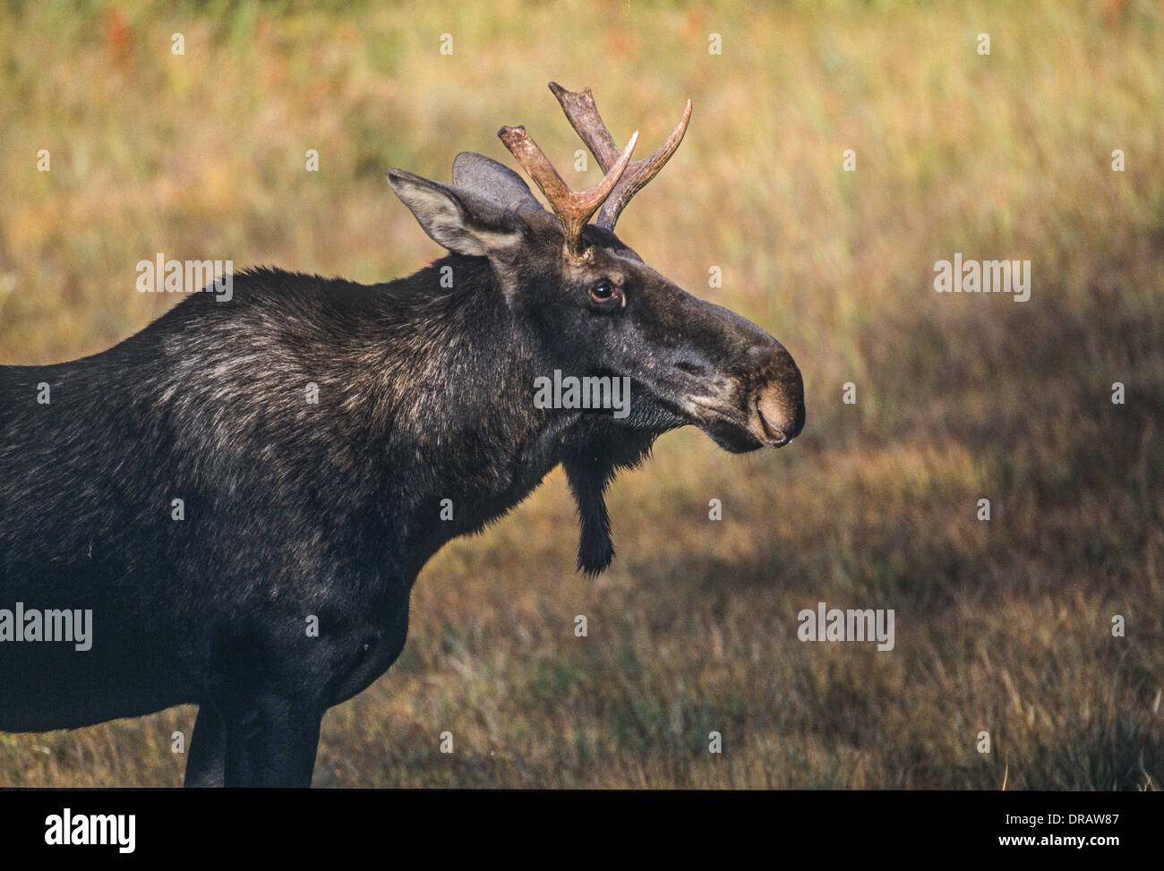 Elch (Alces Alces) unreif männlich, Kananaskis, Alberta, Kanada Stockfoto