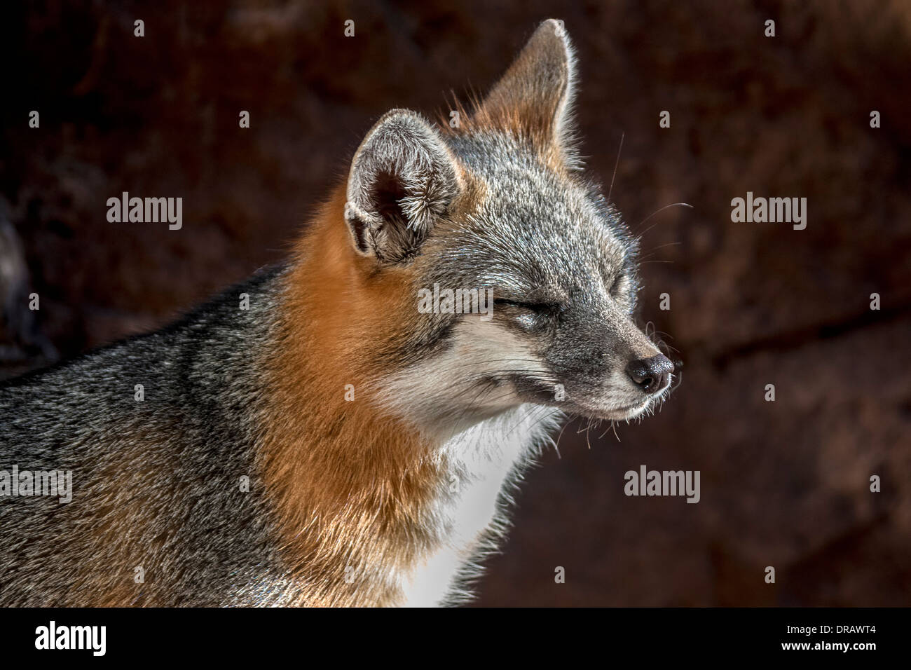 Nahaufnahme der graue Fuchs Stockfoto