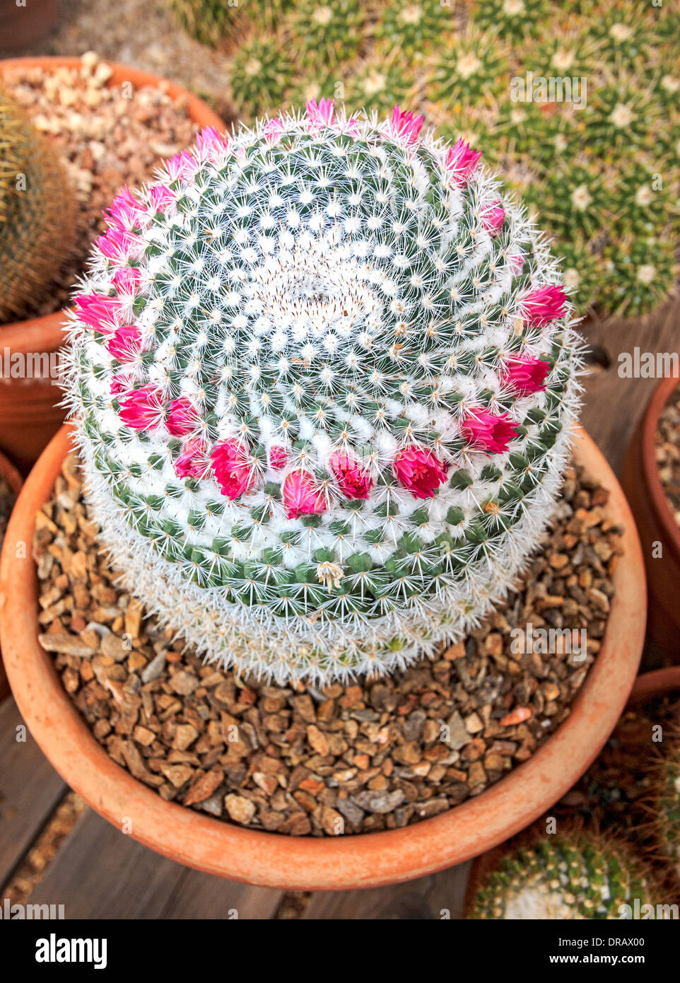 kaktus könig Selenicereus Grandiflorus 'Königin der Nacht' main image 0