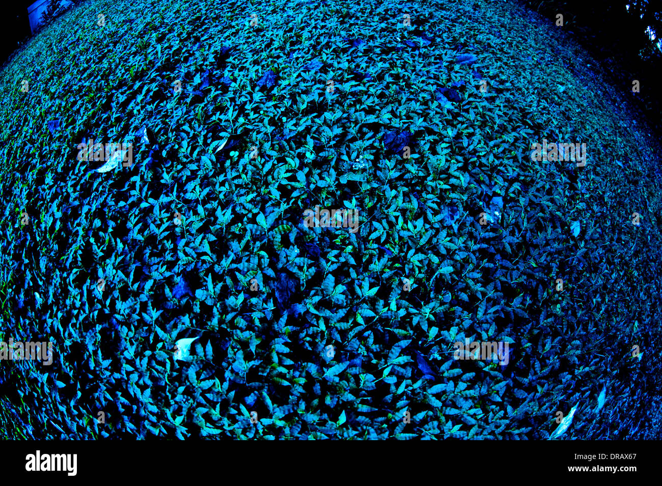 Boden-Decke getönt blau mit Fish-Eye-Objektiv geschossen Stockfoto