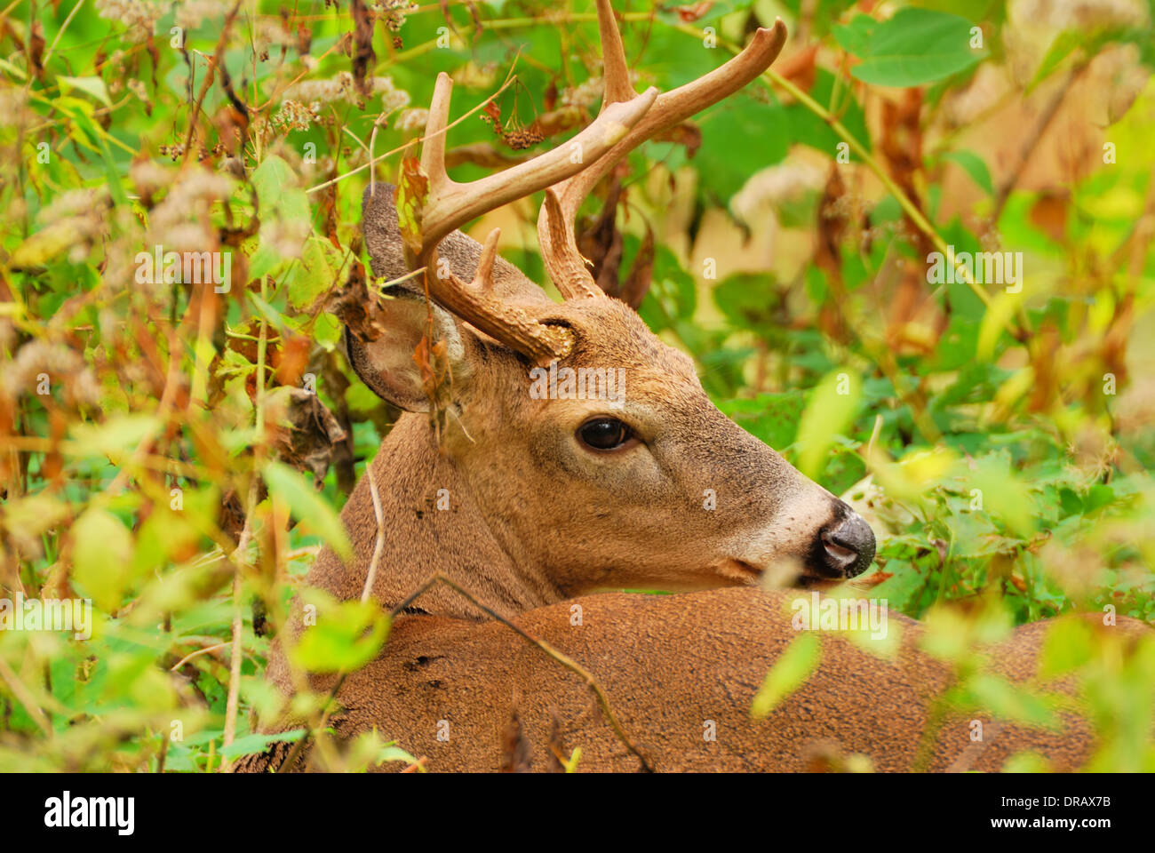 Whitetail Deer Buck gebettet in einem Gebüsch. Stockfoto
