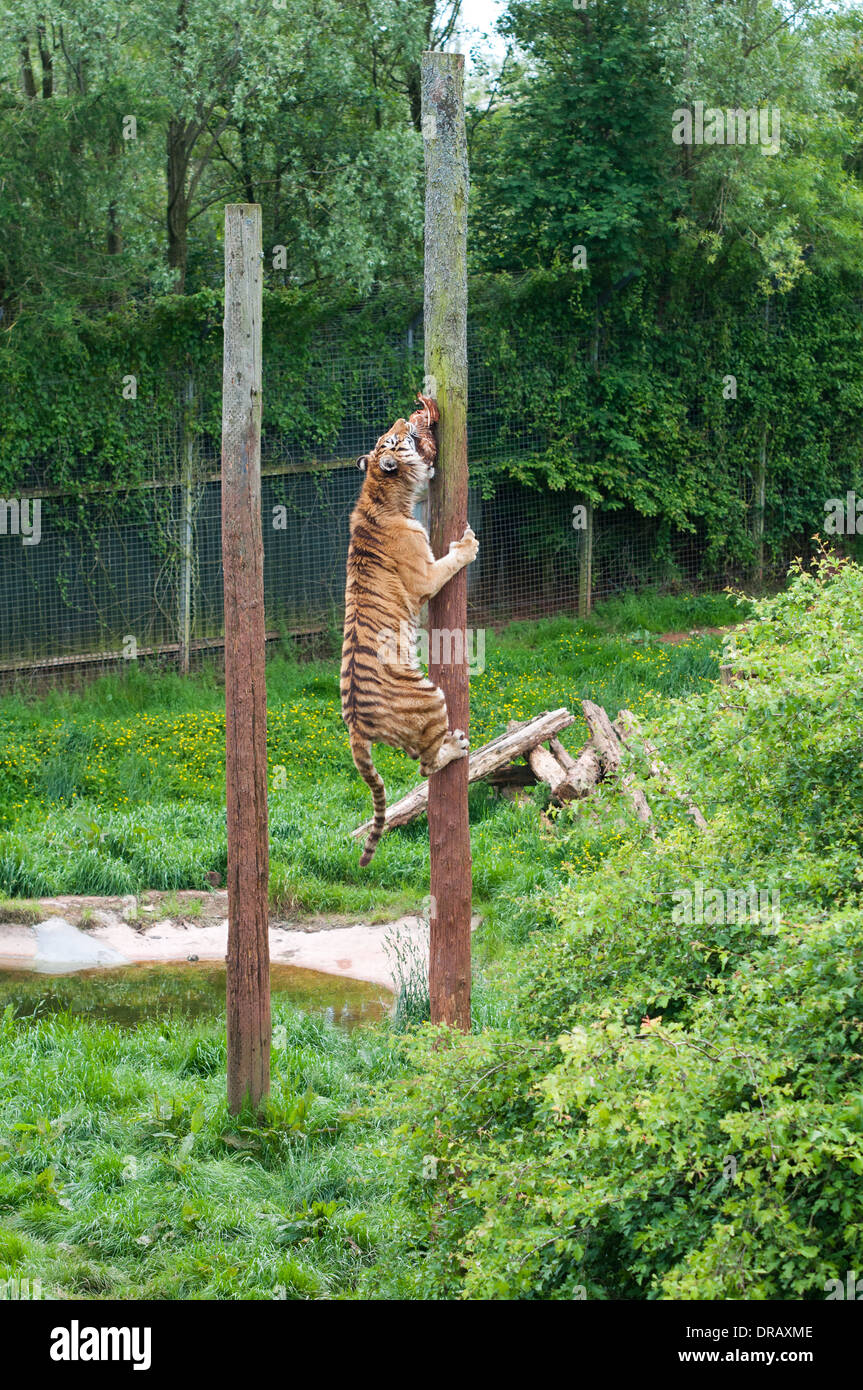 Lindal-in-Furness, Ulverston, Cumbria, / UK - 28. Mai 2011: Ein Sumatra-Tiger im South Lakes Safari Zoo klettert auf eine Stange, um seine Nahrung zu fangen Stockfoto