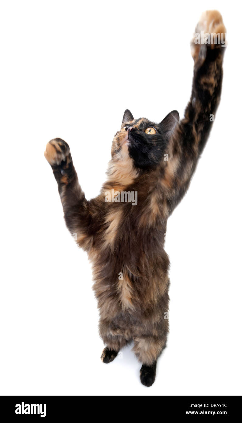 Springende Katze Stockfotografie - Alamy