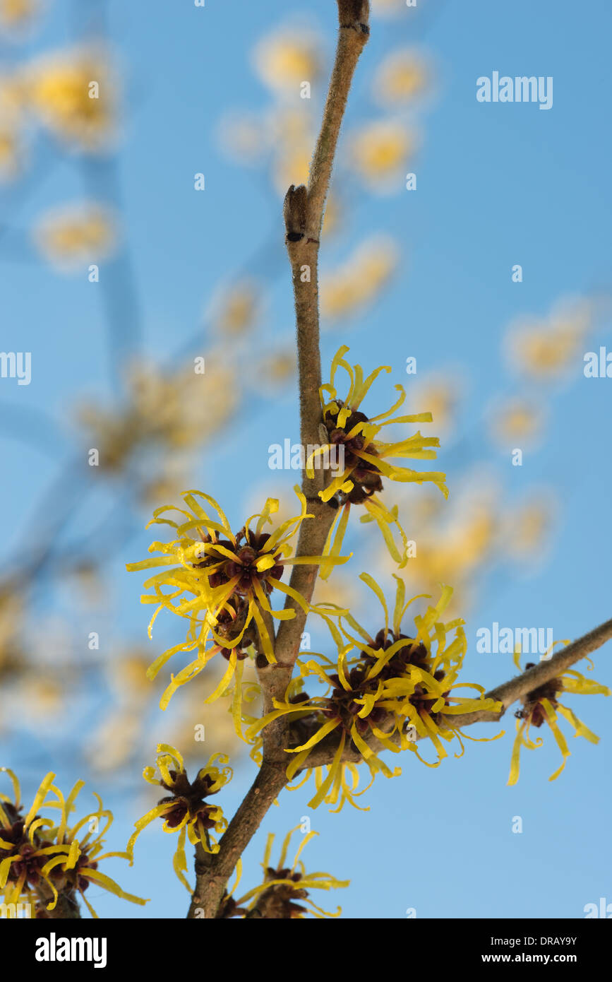 Blühende Zaubernuss Hamamelis isoliert Mollis eine sommergrüne Winter blühender Strauch Blüte vom Hintergrund Stockfoto