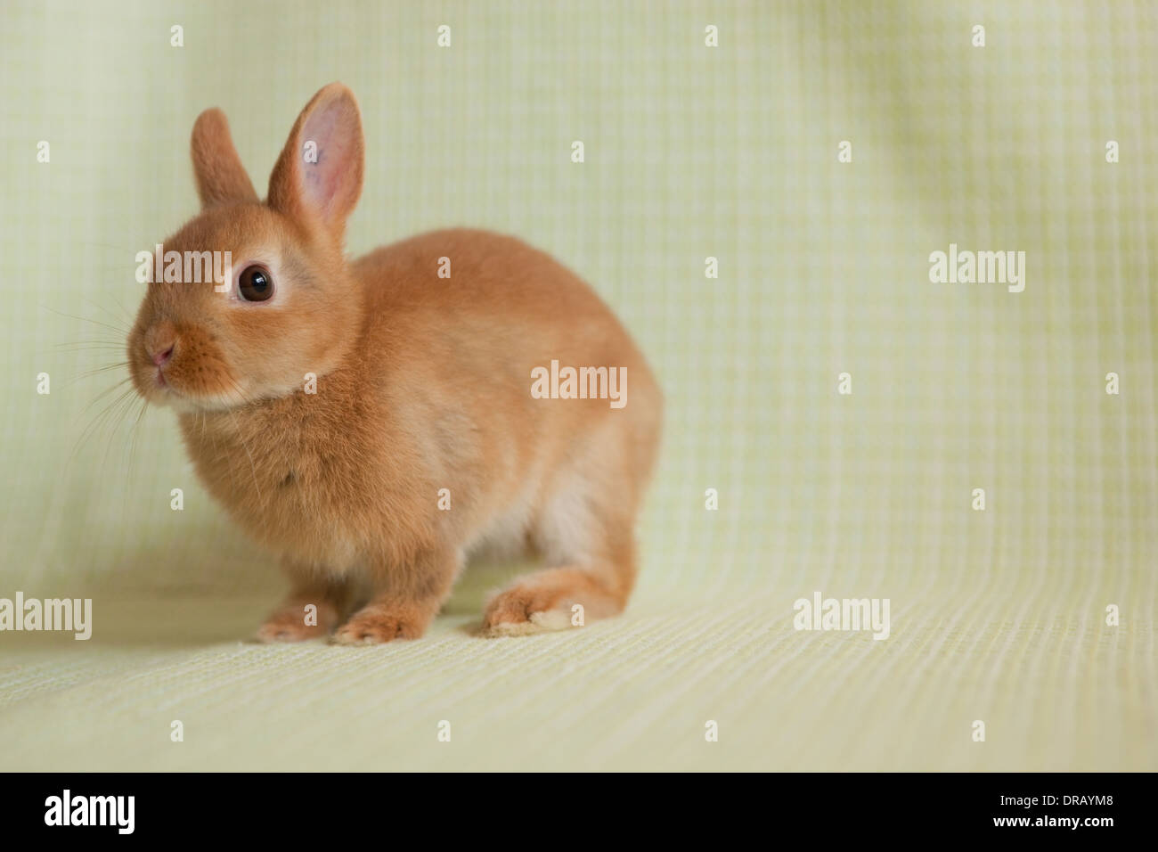 Kaninchen Stockfoto
